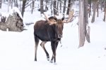 a local favorite - moose